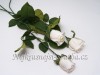 Růže bílá