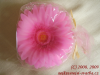 Svíčka gerbera