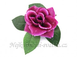 Purpurová růže s kapkami rosy