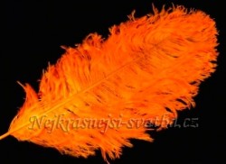 Svatební pštrosí peří oranžové